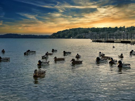 A calm lake with ducks swimming during a beautiful sunset, in Sweden