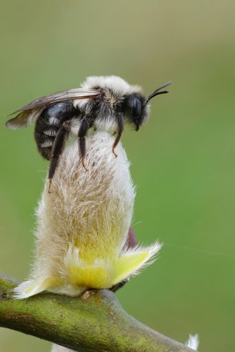 Natural vertical closeup on a female Grey-backed mining bee, Andrena vaga, sitting on top of a Goat Willow catkin