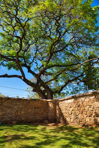 A vertical shot of a yard surrounded by stone walls with trees in the background