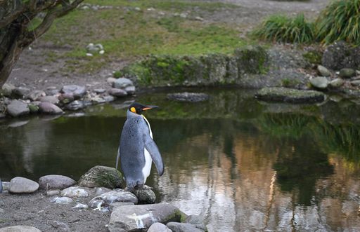 Penguin standing on rocks by pond water