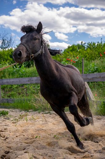 A vertical shot of a running beautiful black horse in a wooden fenced area against a cloudy sky