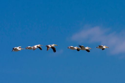 A low angle shot of a flock of flying pelicans in the blue clear sky