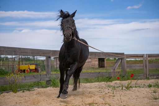 A beautiful view of a black running horse in a wooden fenced area against a blue sky