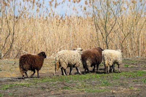 A flock of sheep grazing in the field on the background of dry golden plants under a blue sky