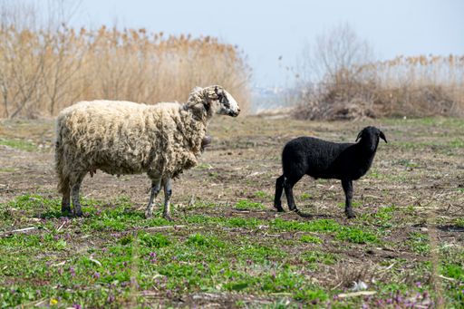 A black lamb with a white sheep in the field on the background of dry plants under a blue sky