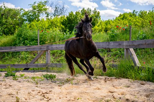 A beautiful view of a black running horse in a wooden fenced area
