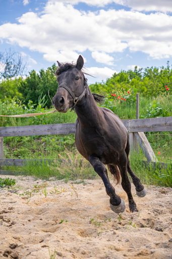 A vertical shot of a beautiful black running horse in a wooden fenced area against a blue sky