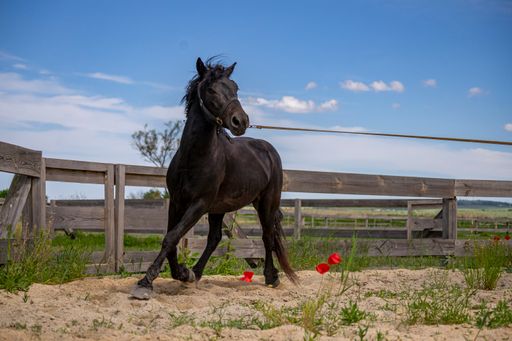 A beautiful view of a black running horse in a wooden fenced area against a blue sky