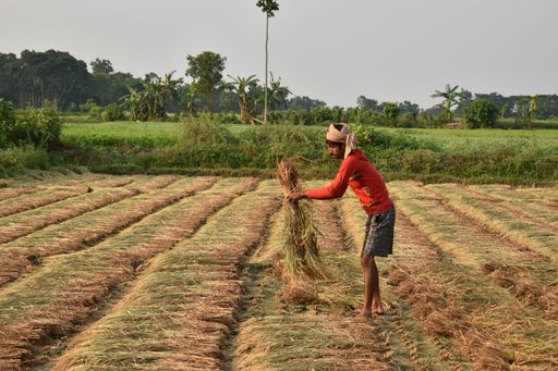 A farmer tying paddy in his paddy field after harvesting in Sashadanga, West Bengal