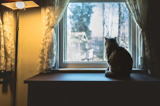 A cat gazes out a window in a dimly lit room