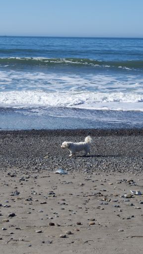 A white dog sprinting by the ocean on the sandy beach