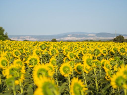 A view of a scenic field of sunflowers with hills in the background