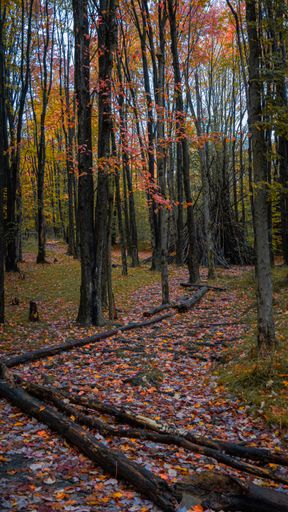 A vertical shot of a hiking trail in a national park during the fall season with a blue sky.