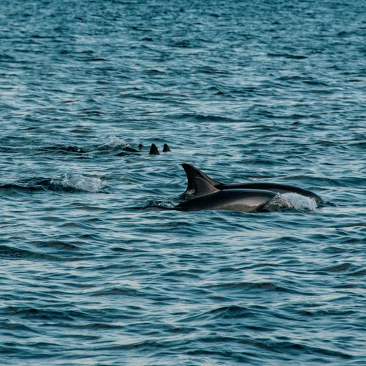 Mauritius dolphins playing with boats and tourists