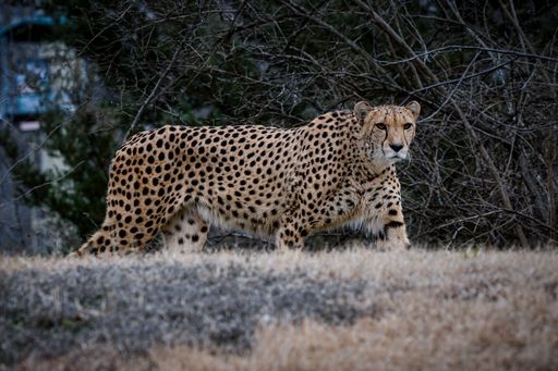 A cheetah walking in a dry field with dense tree branches in the background