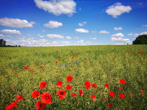 A beautiful red poppy field under a bright sky