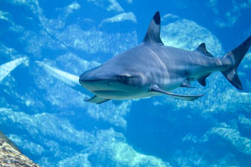 Elegant shark swimming by with a background of rocks