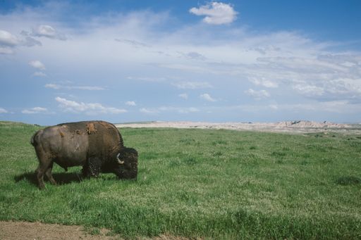 A wild bison grazing the grass in Badlands national park, South Dakota
