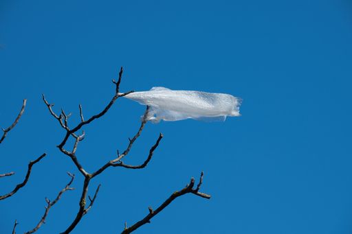 A White plastic bag soaring in the air, caught by the tree branch