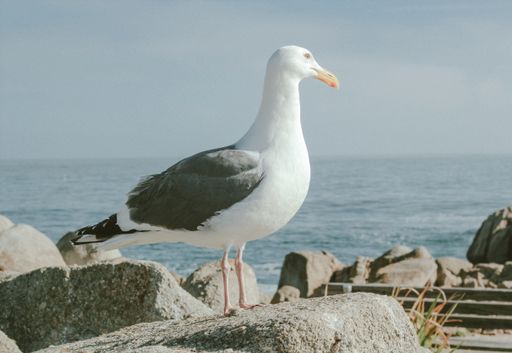 A closeup shot of a wild seagull sitting on rocks near the sea