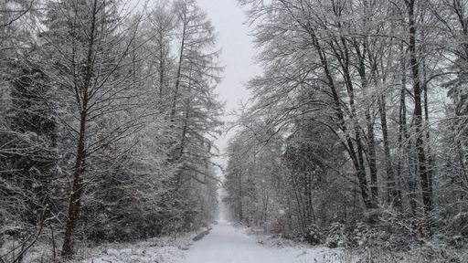 A pathway in a forest surrounded by trees covered in the snow at daytime in winter