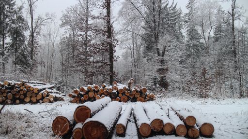 The snow covering lumber and trees in a forest at daytime in winter