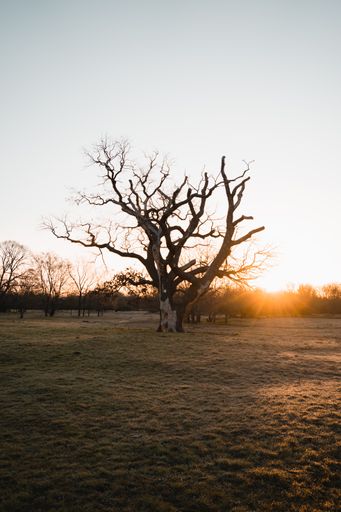 A beautiful view of a bare tree at the sunset in the meadow