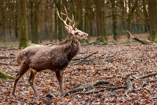 A Majestic reindeer buck in a woodland scene
