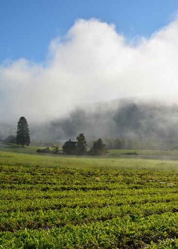 A vertical shot of the morning fog over the fields near Voss, Norway.