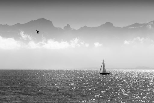 Black and white summer landscape of a sailing boat on the Geneva Lake with a mountain range in the background and a flying gull