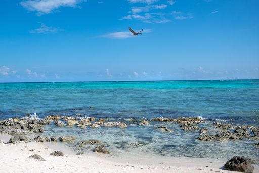 A pelican flying above the crystal clear ocean waters. Tulum, Mexico