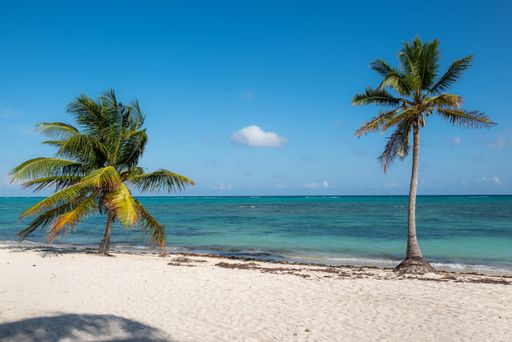 The palm trees along a beach on the ocean shore. Tulum, Mexico