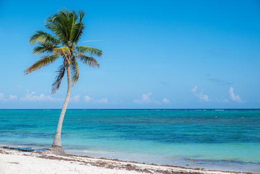 A single palm tree on a sandy beach by the water's edge. Tulum, Mexico