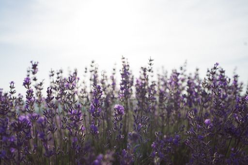 A selective focus shot of lavenders in a field