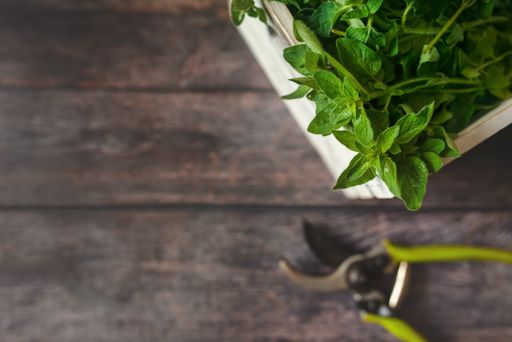 Oregano is a culinary herb, used for the flavor of its leaves, which can be more flavorful when dried than fresh.