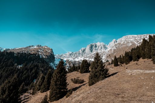 A beautiful shot of pine tree forest in the mountain covered with snow with a clear blue sky in the background