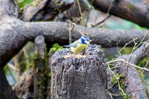 A common blue tit (Cyanistes caeruleus) on a forest stump surrounded by twigs