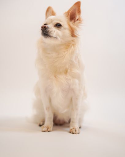Small white dog sitting on ground, gazing upward