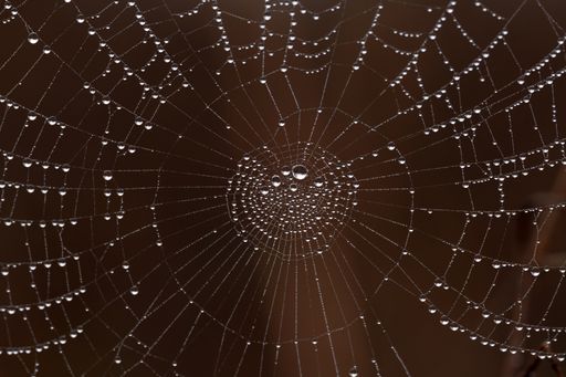 A closeup shot of water drops on the spider web