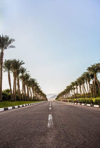 A vertical shot of a beautiful street with palm trees on the sides with a clear blue sky in the background