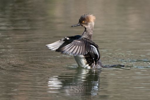 A Juvenile hooded merganser swimming in water with wings spread.