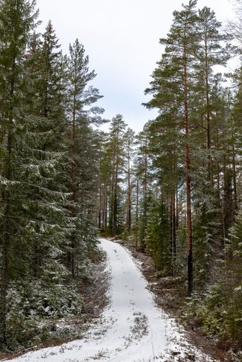 A snow covered path path through the woods lined with trees, during winter