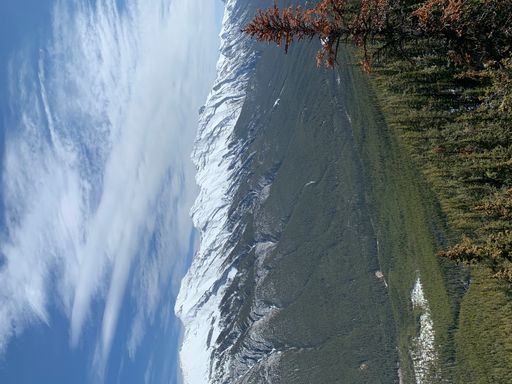 A snowy mountain in forested region with tall firs