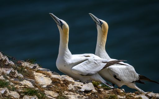 The two Northern Gannets perched on a rocky outcrop against a dark blue ocean backdrop