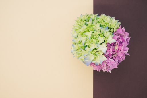 A beautiful pink and green hydrangea flowers in a vase on a cream and brown background with free space for text