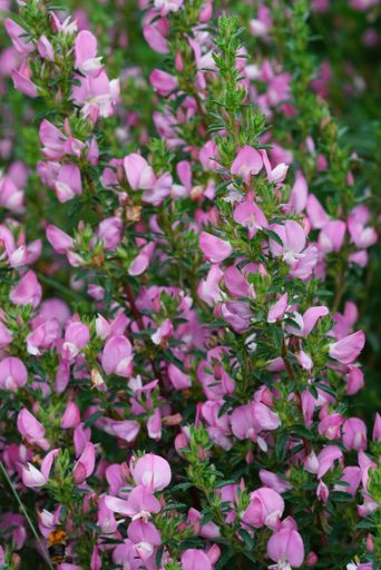 Natural vertical closeup on the pink flowering Common Restharrow wildflower, Ononis repens
