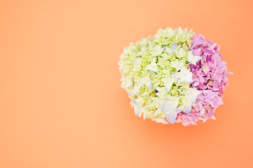A beautiful pink and green hydrangea flowers in a vase on a pastel orange background with free space for text