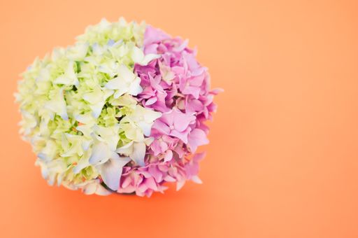 A beautiful pink and green hydrangea flowers in a vase on a pastel orange background with free space for text