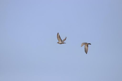 Two birds soar above their eggs in a clear blue sky