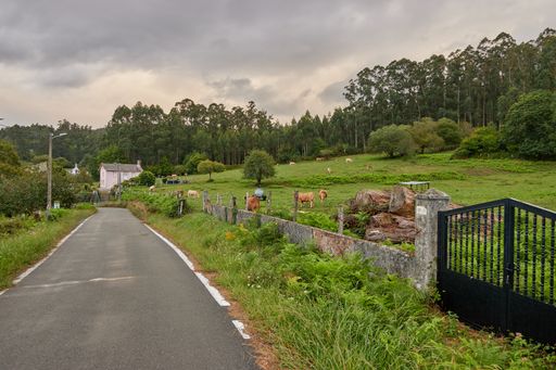 A closeup shot of a rural landscape with a road and cattle in the green meadows